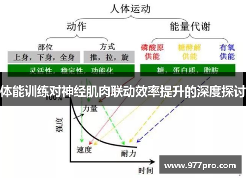 体能训练对神经肌肉联动效率提升的深度探讨